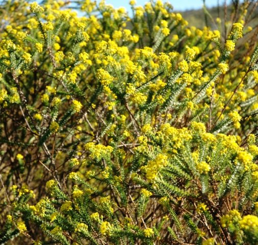 Euryops virgineus