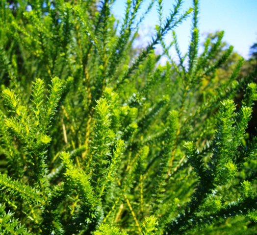 Euryops virgineus leafy stems