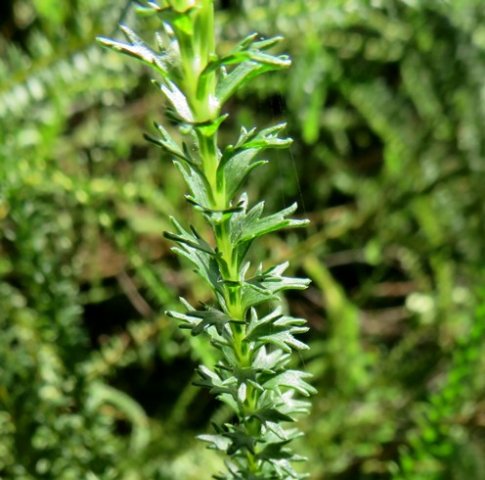Euryops virgineus leaves