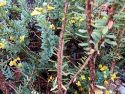 Euryops lateriflorus lower stems