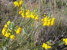 Euryops lateriflorus