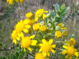 Euryops lateriflorus flowerheads