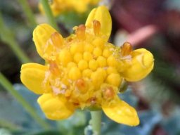 Euryops lateriflorus flowerhead