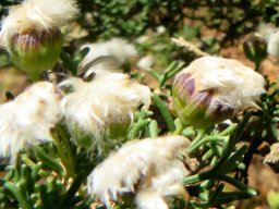 Euryops multifidus involucre grip
