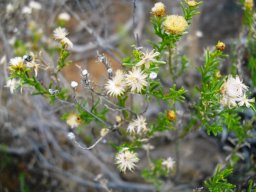 Euryops nodosus