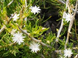Euryops nodosus