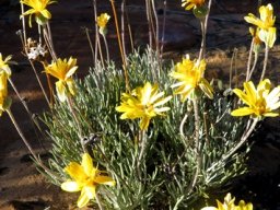 Euryops othonnoides plant in flower