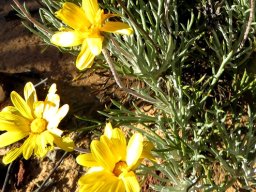 Euryops othonnoides lobed leaves