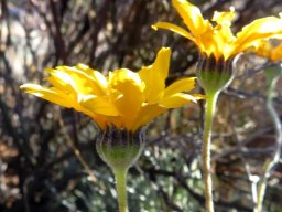 Euryops othonnoides involucres