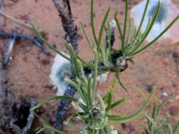 Euryops othonnoides life from the unlikely