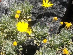 Euryops pectinatus, smaller but older