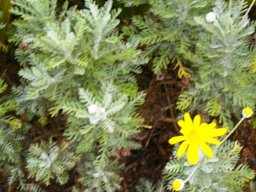 Euryops pectinatus leaves
