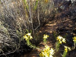 Euryops rehmannii few meandering branches