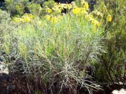 Euryops speciosissimus