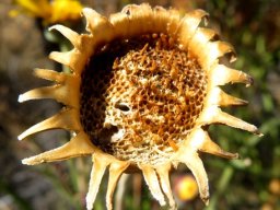 Euryops speciosissimus pitted receptacle