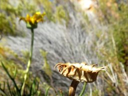 Euryops speciosissimus emptied out