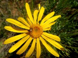 Euryops speciosissimus flowerhead