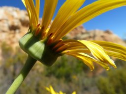 Euryops speciosissimus involucre