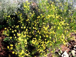 Euryops subcarnosus