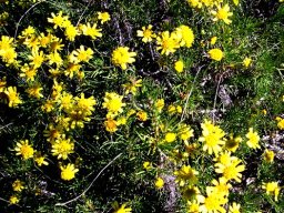 Euryops subcarnosus leaves and flowerheads