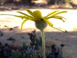 Euryops tagetoides involucre