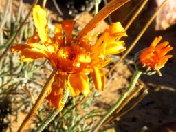 Euryops tagetoides neat and not so much