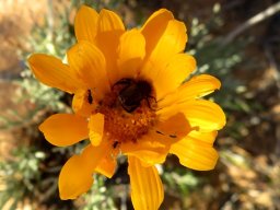 Euryops tagetoides occupied