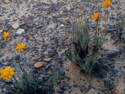 Euryops tagetoides dry surroundings
