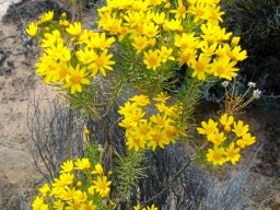 Euryops tenuissimus leaves and flowerheads