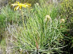 Euryops speciosissimus stem-tips