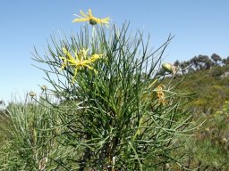 Euryops speciosissimus leaves