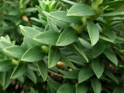 Euryops tysonii older leaves