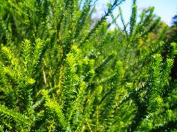 Euryops virgineus leafy stems