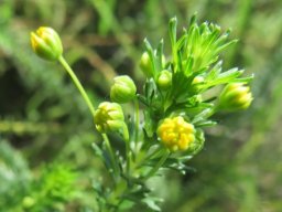 Euryops virgineus opening flowerheads