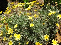 Euryops pectinatus