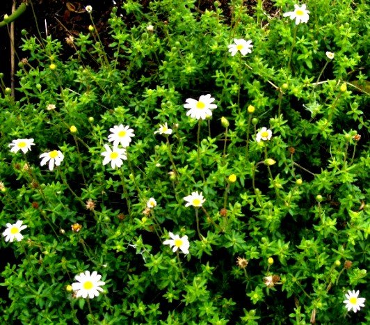 Felicia amelloides