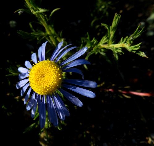 Felicia australis