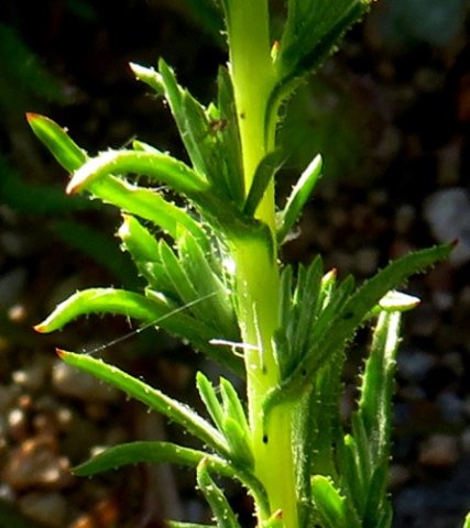 Felicia australis leaves
