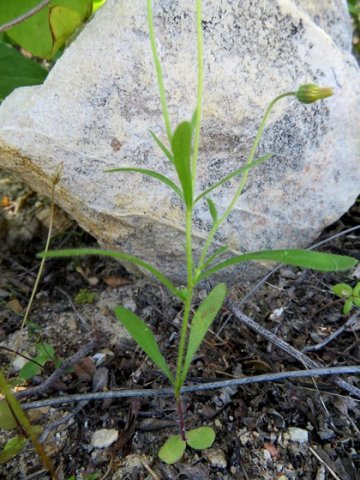 Felicia bergeriana