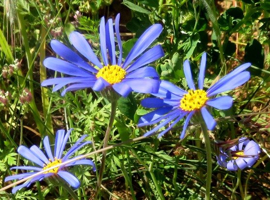 Felicia bergeriana open disc florets