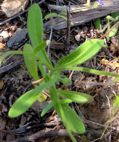 Felicia bergeriana leaves