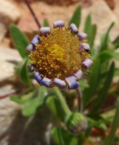Felicia bergeriana, a short-lived plant and a long story