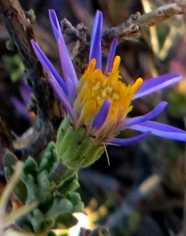 Felicia brevifolia involucre