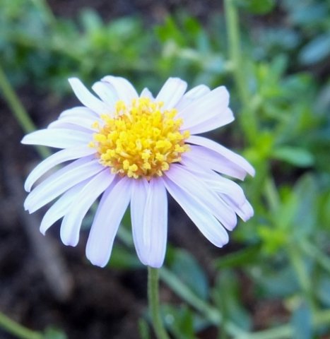Felicia erigeroides flowerhead