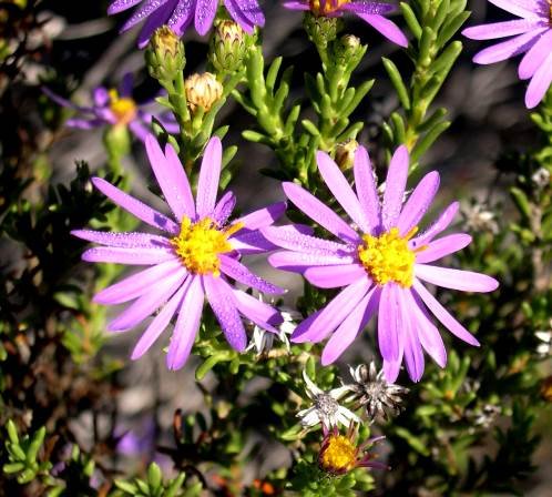 Felicia filifolia stiff leaves