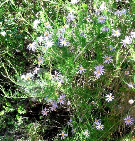 Felicia filifolia casual in spring