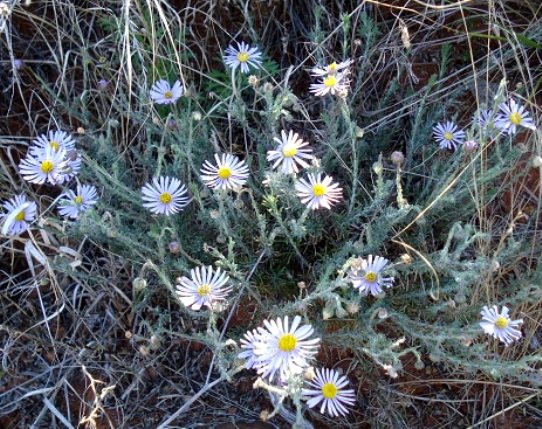 Felicia hirsuta