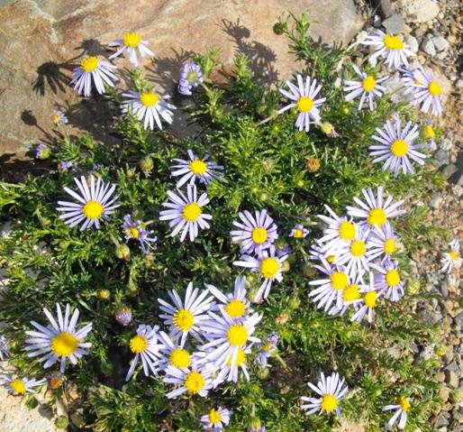 Felicia muricata in the Karoo