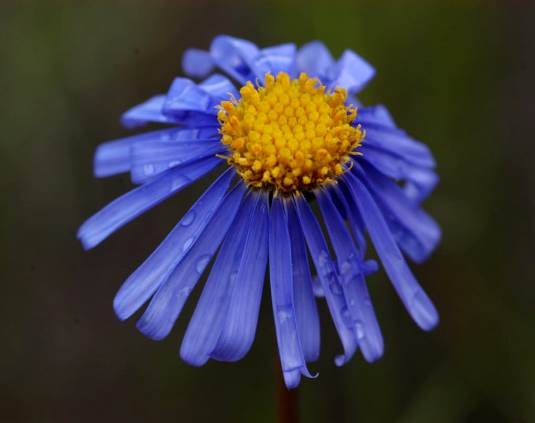 Felicia ovata flowerhead