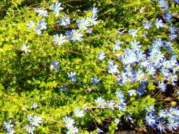 Felicia aethiopica
